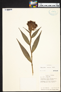 Elleanthus sodiroi image