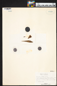 Elleanthus sodiroi image