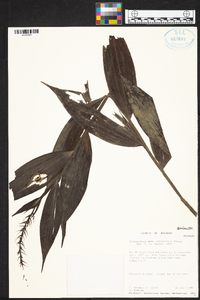 Elleanthus oliganthus image