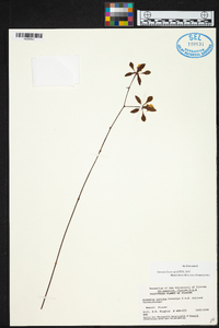 Encyclia aenicta image