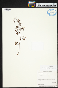 Encyclia oestlundii image