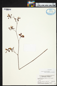 Encyclia aenicta image