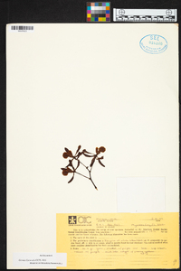 Encyclia alata image