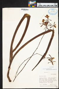 Encyclia alata image