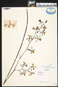 Encyclia alata image