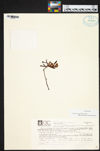 Encyclia alata image