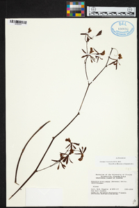 Encyclia alata image