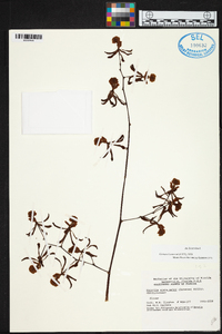 Encyclia alata image