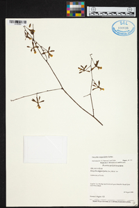 Encyclia angustiloba image