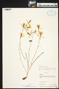 Encyclia bractescens image