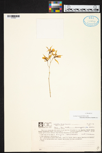 Encyclia bractescens image