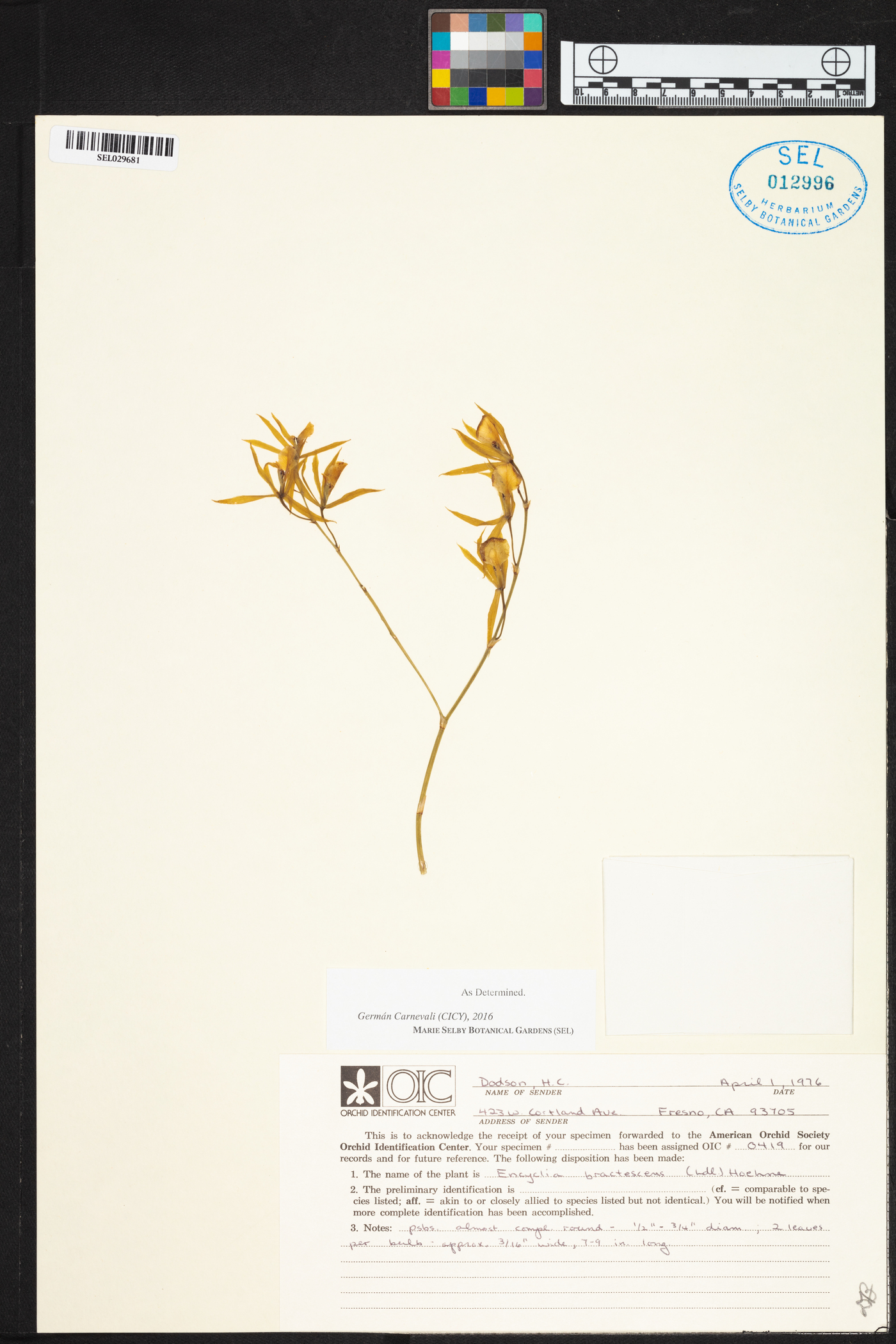 Encyclia bractescens image