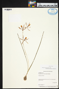 Encyclia bractescens image