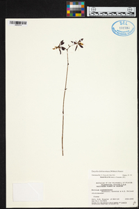 Encyclia guatemalensis image