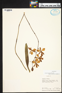 Encyclia dichroma image