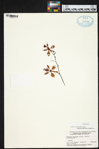 Encyclia dichroma image