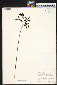 Encyclia diota image