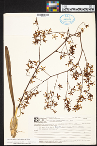 Encyclia fucata image