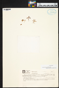 Encyclia fucata image