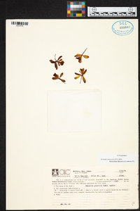 Encyclia gracilis image