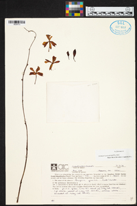 Encyclia gracilis image