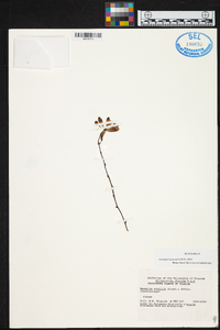 Encyclia gracilis image
