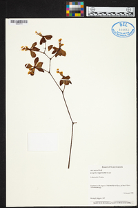 Encyclia advena image