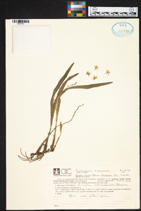 Encyclia ochracea image