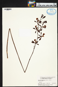 Encyclia phoenicea image