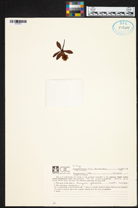 Encyclia plicata image