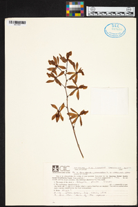 Encyclia plicata image