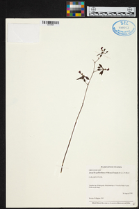 Encyclia pollardiana image