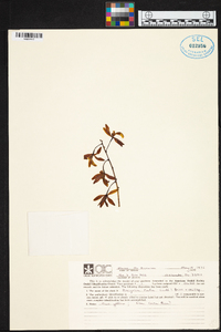 Encyclia rufa image