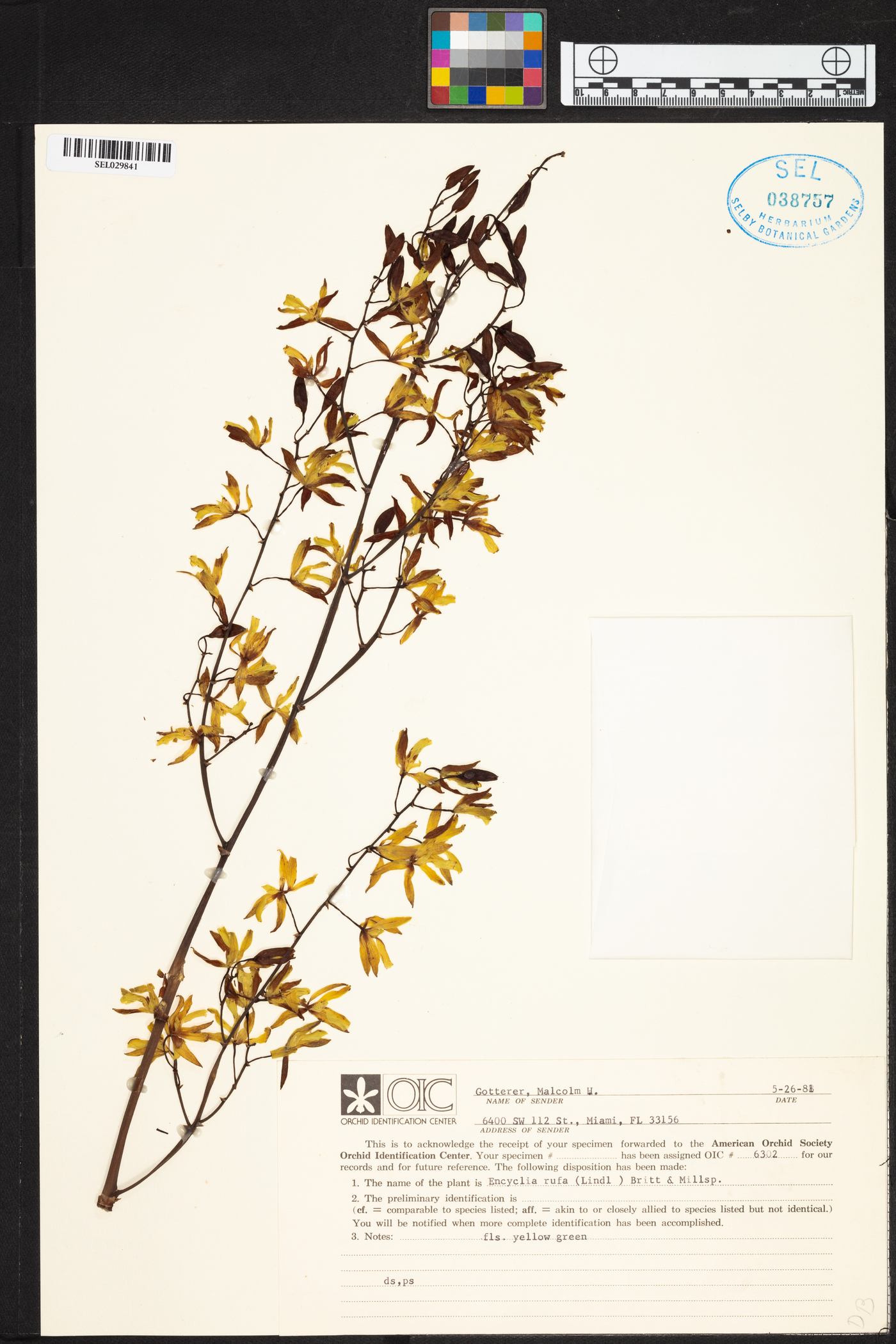 Encyclia rufa image