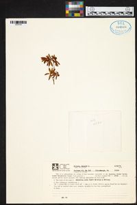 Encyclia rufa image