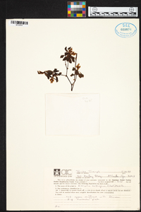 Encyclia selligera image