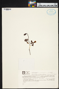 Encyclia spatella image