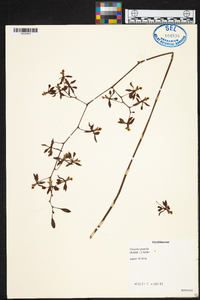 Encyclia spatella image