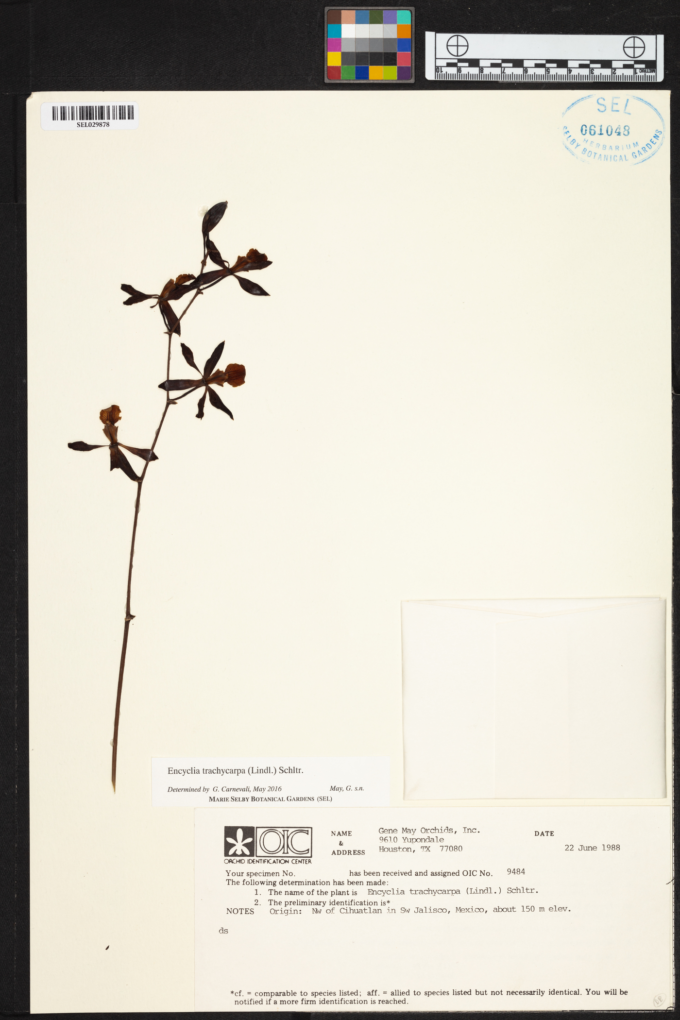 Encyclia trachycarpa image