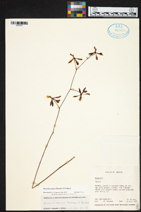 Encyclia aenicta image