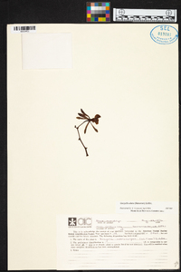 Encyclia alata image