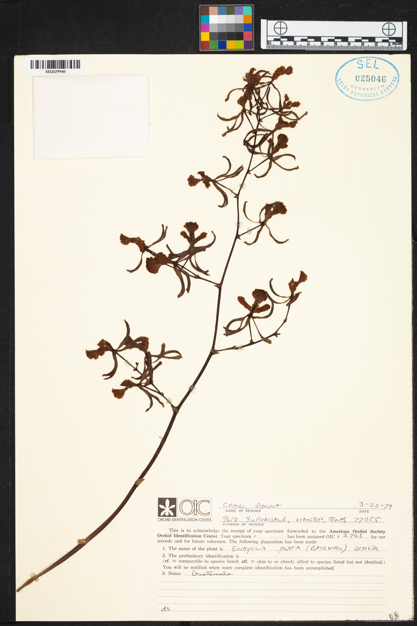 Encyclia alata image