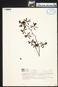 Encyclia alata image