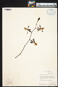 Encyclia alata image