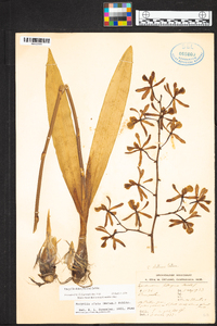 Encyclia alata image