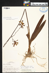 Encyclia alata image