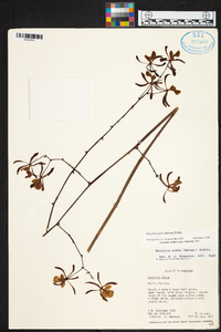 Encyclia alata image