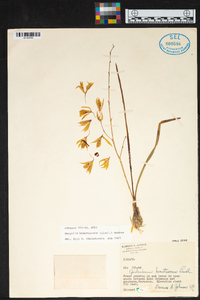 Encyclia bractescens image