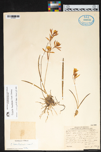 Encyclia bractescens image