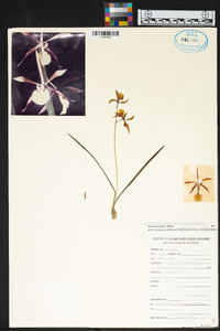 Encyclia bractescens image